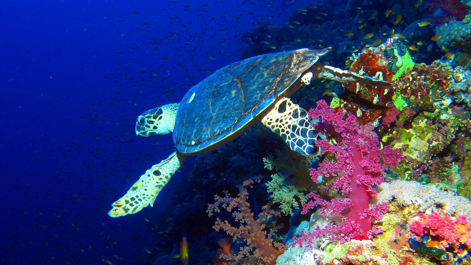 Snorkeling with turtle in Gili Islands